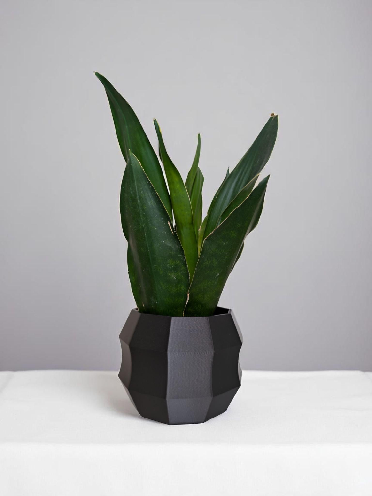 Minimalistic Decagonal Shaped Flowerpot